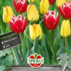 Frühlingsgarten Vampires Kiss (12 Stück) | Triumph-Tulpen Von Sperli -Pegasus Verkaufe 549482 Fruehlingsgarten Vampires Kiss 12 Stueck 464443 0
