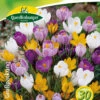 Großblumige Krokusse Prachtmischung (20 Stück) | Krokuszwiebeln Von Quedlinburger 1 Großblumige Krokusse Prachtmischung (20 Stück) | Krokuszwiebeln Von Quedlinburger -Pegasus Verkaufe 549507 Grossblumige Krokusse Prachtmischung 30 Stueck 308391 qb 0