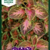 Buntnessel Wizard Coral Sunrise | Thymiansamen Von Nelson Garden -Pegasus Verkaufe 552241 Jamaika Thymian Wizard Coral Sunrise 94261A ng 0