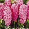 Hyazinthe Anna Marie (10 Stück) | Hyazinthenzwiebeln Von Sam Van Schooten -Pegasus Verkaufe 555183 Hyazinthe Anna Marie 10 Stueck 10095 bl 0