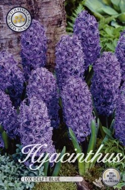 Hyazinthe Delft Blue (10 Stück) | Hyazinthenzwiebeln Von Sam Van Schooten