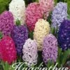 Hyazinthe Orientalis Mix (12 Stück) | Hyazinthenzwiebeln Von Sam Van Schooten -Pegasus Verkaufe 555188 Hyazinthe Orientalis Mix 12 Stueck 10120 bl 0