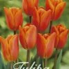 Tulpe Orange Van Eijk (20 Stück) | Tulpenzwiebeln Von Sam Van Schooten -Pegasus Verkaufe 555223 Tulpe Orange van Eijk 20 Stueck 10230 bl 0
