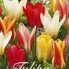 Tulpe Botanical Mix (20 Stück) | Tulpenzwiebeln Von Sam Van Schooten -Pegasus Verkaufe 555226 Tulpe Botanical Mix 20 Stueck 10245 bl 0