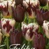 Tulpe Graaf Floris (20 Stück) | Tulpenzwiebeln Von Sam Van Schooten 2 Tulpe Graaf Floris (20 Stück) | Tulpenzwiebeln Von Sam Van Schooten -Pegasus Verkaufe 555236 Tulpe Graaf Floris 20 Stueck 10267 bl 0