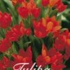 Tulpe Praestans Zwanenburg (25 Stück) | Tulpenzwiebeln Von Sam Van Schooten 1 Tulpe Praestans Zwanenburg (25 Stück) | Tulpenzwiebeln Von Sam Van Schooten -Pegasus Verkaufe 555244 Tulpe Praestans Zwanenburg 25 Stueck 10288 bl 0