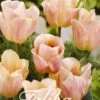 Tulpe Apricot Foxx (20 Stück) | Tulpenzwiebeln Von Sam Van Schooten -Pegasus Verkaufe 555247 Tulpe Apricot Foxx 20 Stueck 10292 bl 0