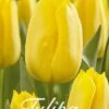 Tulpe Strong Gold (20 Stück) | Tulpenzwiebeln Von Sam Van Schooten -Pegasus Verkaufe 555252 Tulpe Strong Gold 20 Stueck 10310 bl 0