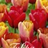 Tulpe Orange King (20 Stück) | Tulpenzwiebeln Von Sam Van Schooten -Pegasus Verkaufe 555253 Tulpe Orange King 20 Stueck 10312 bl 0