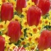 Tulpe/Narzisse Willem Tell (20 Stück) | Blumenzwiebelmischungen Von Sam Van Schooten -Pegasus Verkaufe 555270 Tulpe Narzisse Willem Tell 20 Stueck 10363 bl 0