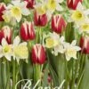 Tulpe/Narzisse Fairy Tale (20 Stück) | Blumenzwiebelmischungen Von Sam Van Schooten -Pegasus Verkaufe 555274 Tulpe Narzisse Fairy Tale 20 Stueck 10370 bl 0