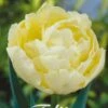 Tulpe Verona (7 Stück) | Tulpenzwiebeln Von Sam Van Schooten 1 Tulpe Verona (7 Stück) | Tulpenzwiebeln Von Sam Van Schooten -Pegasus Verkaufe 555288 Tulpe Verona 7 Stueck 80039 bl 0
