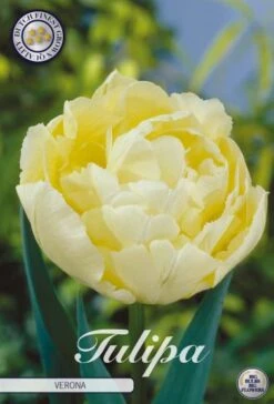 Tulpe Verona (7 Stück) | Tulpenzwiebeln Von Sam Van Schooten