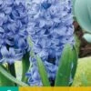 Hyazinthe Aqua (5 Stück) | Hyazinthenzwiebeln Von Jub Holland -Pegasus Verkaufe 559604 Hyazinthe Aqua 5 Stueck 300260 jb 0