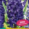 Hyazinthe Blue Trophy (5 Stück) | Hyazinthenzwiebeln Von Jub Holland -Pegasus Verkaufe 559606 Hyazinthe Blue Trophy 5 Stueck 300320 jb 0