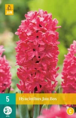 Hyazinthe Jan Bos (5 Stück) | Hyazinthenzwiebeln Von Jub Holland