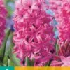 Hyazinthe Pink Pearl (5 Stück) | Hyazinthenzwiebeln Von Jub Holland -Pegasus Verkaufe 559610 Hyazinthe Pink Pearl 5 Stueck 300620 jb 0