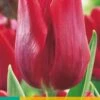 Tulpe Ruby Prince (7 Stück) | Tulpenzwiebeln Von Jub Holland -Pegasus Verkaufe 559621 Tulpe Ruby Prince 10 Stueck 301290 jb 0