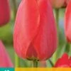 Tulpe Red Impression (10 Stück) | Tulpenzwiebeln Von Jub Holland