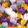 Krokus Grootbloemig Mix (10 Stück) | Krokuszwiebeln Von Jub Holland -Pegasus Verkaufe 559800 Krokus grootbloemig Mix 10 Stueck 307510 jb 0