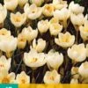 Krokus Cream Beauty (15 Stück) | Krokuszwiebeln Von Jub Holland -Pegasus Verkaufe 559804 Krokus Cream Beauty 15 Stueck 307660 jb 0