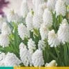 Traubenhyazinthe White Magic (15 Stück) | Traubenhyazinthen Von Jub Holland -Pegasus Verkaufe 559893 Traubenhyazinthe White magic 15 Stueck 311240 jb 0