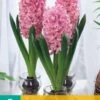 Hyazinthe Pink Pearl (3 Stück) | Hyazinthenzwiebeln Von Jub Holland -Pegasus Verkaufe 559925 Hyazinthe Pink Pearl 3 Stueck 312130 jb 0