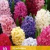 Hyazinthe Mix (10 Stück) | Hyazinthenzwiebeln Von Jub Holland -Pegasus Verkaufe 559934 Hyazinthe Mix 10 Stueck 322090 jb 0