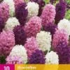 Hyazinthe Pastel Mix (10 Stück) | Hyazinthenzwiebeln Von Jub Holland -Pegasus Verkaufe 559935 Hyazinthe Pastel Mix 10 Stueck 322110 jb 0