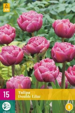 Tulpe Double Lilac (15 Stück) | Tulpenzwiebeln Von Jub Holland