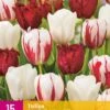 Tulpe Dutch Design Mix (15 Stück) | Tulpenzwiebeln Von Jub Holland -Pegasus Verkaufe 559949 Tulpe Dutch Design Mix 15 Stueck 322403 jb 0