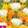 Tulpe Sunbath (15 Stück) | Tulpenzwiebeln Von Jub Holland -Pegasus Verkaufe 559968 Tulpe Sunbath 15 Stueck 322686 jb 0