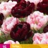Tulpe Sweet Desire Mix (15 Stück) | Tulpenzwiebeln Von Jub Holland 2 Tulpe Sweet Desire Mix (15 Stück) | Tulpenzwiebeln Von Jub Holland -Pegasus Verkaufe 559969 Tulpe Sweet Desire Mix 15 Stueck 322690 jb 0