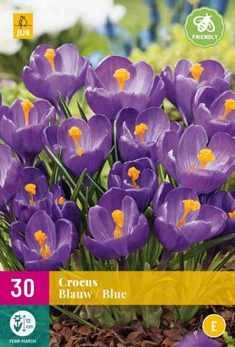 Krokus Blauw (30 Stück) | Krokuszwiebeln Von Jub Holland 3 Krokus Blauw (30 Stück) | Krokuszwiebeln Von Jub Holland
