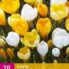 Krokus Geel-Wit (30 Stück) | Krokuszwiebeln Von Jub Holland -Pegasus Verkaufe 559998 Krokus Geel Wit 3 Stueck 323330 jb 0