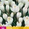 Krokus Wit (30 Stück) | Krokuszwiebeln Von Jub Holland