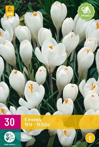 Krokus Wit (30 Stück) | Krokuszwiebeln Von Jub Holland 3 Krokus Wit (30 Stück) | Krokuszwiebeln Von Jub Holland