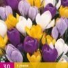 Krokus Grootbloemig Mix (30 Stück) | Krokuszwiebeln Von Jub Holland -Pegasus Verkaufe 560000 Krokus Grootbloemig Mix 3 Stueck 323360 jb 0