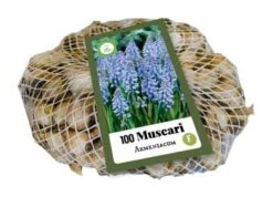 Traubenhyazinthe Armeniacum (100 Stück) | Traubenhyazinthen Von Jub Holland