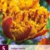 Tulpe Bastia (5 Stück) | Tulpenzwiebeln Von Jub Holland 2 Tulpe Bastia (5 Stück) | Tulpenzwiebeln Von Jub Holland -Pegasus Verkaufe 560079 Tulpe Bastia 5 Stueck 313250 jb 0