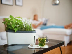 HARRY HERBS Kräutertopf Weiß | Kräutertöpfe Von Gusta Garden -Pegasus Verkaufe 560336 HARRY HERBS weiss 102B10 gg 7