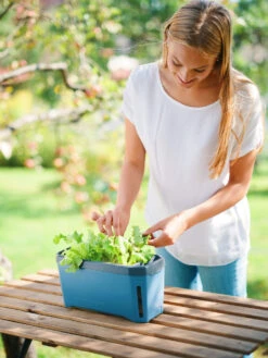 HARRY HERBS Kräutertopf Blau | Kräutertöpfe Von Gusta Garden -Pegasus Verkaufe 560340 HARRY HERBS blau 104B10 gg 4