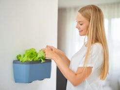 HARRY HERBS Blau Ohne Haube | Kräutertöpfe Von Gusta Garden -Pegasus Verkaufe 560341 HARRY HERBS blau ohne Haube 104B20 gg 2