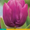 Tulpe Purple Prince (10 Stück) | Tulpenzwiebeln Von Jub Holland -Pegasus Verkaufe 561634 Tulpe Purple Prince 10 Stueck 301285 jb 0
