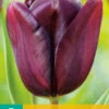 Tulpe Continental (7 Stück) | Triumph-Tulpen Von Jub Holland