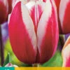 Tulpe Guus Papendrecht (10 Stück) | Triumph-Tulpen Von Jub Holland -Pegasus Verkaufe 561638 Tulpe Guus Papendrecht 10 Stueck 301730 jb 0