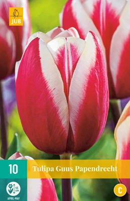 Tulpe Guus Papendrecht (10 Stück) | Triumph-Tulpen Von Jub Holland 3 Tulpe Guus Papendrecht (10 Stück) | Triumph-Tulpen Von Jub Holland