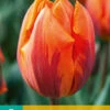 Tulpe Hermitage (7 Stück) | Triumph-Tulpen Von Jub Holland -Pegasus Verkaufe 561639 Tulpe Hermitage 7 Stueck 301765 jb 0