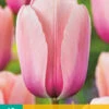 Tulpe Salmon Impression (10 Stück) | Darwin-Hybrid-Tulpen Von Jub Holland -Pegasus Verkaufe 561642 Tulpe Salmon Impression 10 Stueck 302360 jb 0