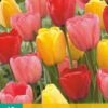 Tulpen Mischung (10 Stück) | Darwin-Hybrid-Tulpen Von Jub Holland -Pegasus Verkaufe 561643 Tulpen Mischung 10 Stueck 302410 jb 0